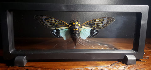 Turquoise Cicada