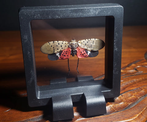 Spotted Lanternfly in Frame
