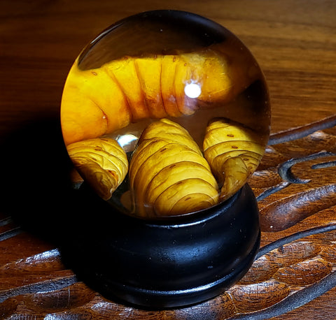 Silkworm Pupae Specimen Globe