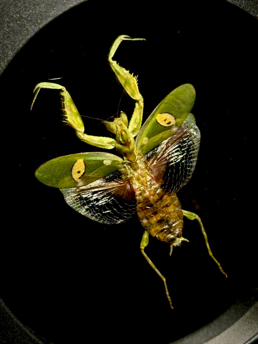 Jeweled Flower Mantid – Forgotten Boneyard