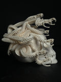 Medusa Skull (Replica)
