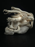 Medusa Skull (Replica)