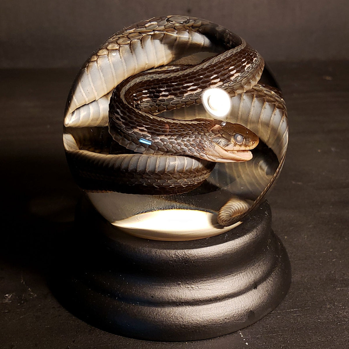 garter snake eating mouse