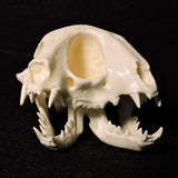 Janus Kitten Skull (Malformed Two-headed Kitten) Replica