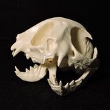 Janus Kitten Skull (Malformed Two-headed Kitten) Replica