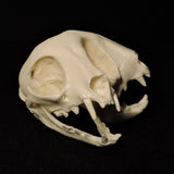 3D Printed Janus Kitten Skull (Malformed Two-headed Kitten)