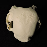 Janus Kitten Skull (Malformed Two-headed Kitten) Replica