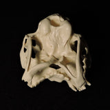 Janus Kitten Skull (Malformed Two-headed Kitten) Replica