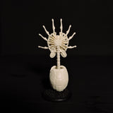 Parasitoid (Facehugger) Skeleton Replica Figurine