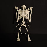 Replica Fruit Bat Skeleton (Wings Closed) Shadowbox Display