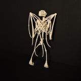 Replica Fruit Bat Skeleton (Wings Closed) Shadowbox Display