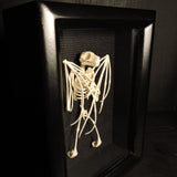 Replica Fruit Bat Skeleton (Wings Closed) Shadowbox Display