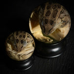 Leopard Frog Specimen Globe