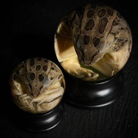 Leopard Frog Specimen Globe