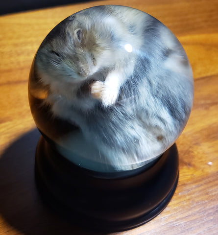 Siberian Dwarf Hamster Specimen Globe