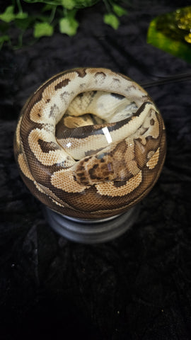 ZCustom Listing