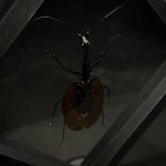 Violin Beetle