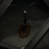 Violin Beetle