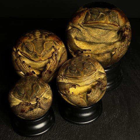 Cane Toad Wet Specimen Globe