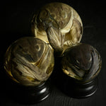 American Bullfrog Specimen Globe