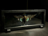 Turquoise Cicada