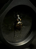 Lily Snout Weevil