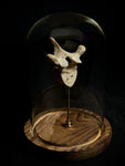 Human Vertebra Under Glass Dome