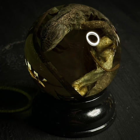 Iguana Wet Specimen Globe