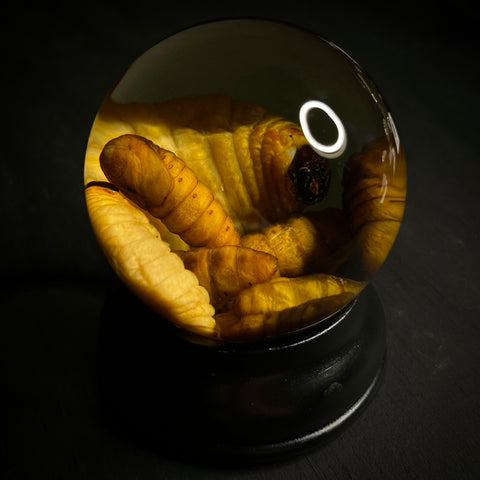 Grub Hub Wet Specimen Globe