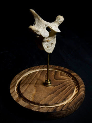 Human Vertebra Under Glass Dome