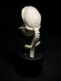 Audrii (Plant) Replica Figurine