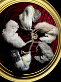 Rat King Framed Display