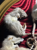Rat King Framed Display