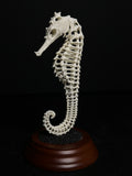 Oversized 3D Seahorse Exoskeleton 3D Print