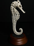 Oversized 3D Seahorse Exoskeleton 3D Print