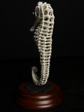 Oversized 3D Seahorse Exoskeleton 3D Print