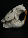 Beaver Skull