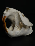 Beaver Skull