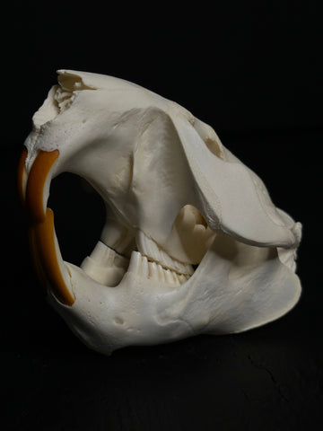 Beaver Skull