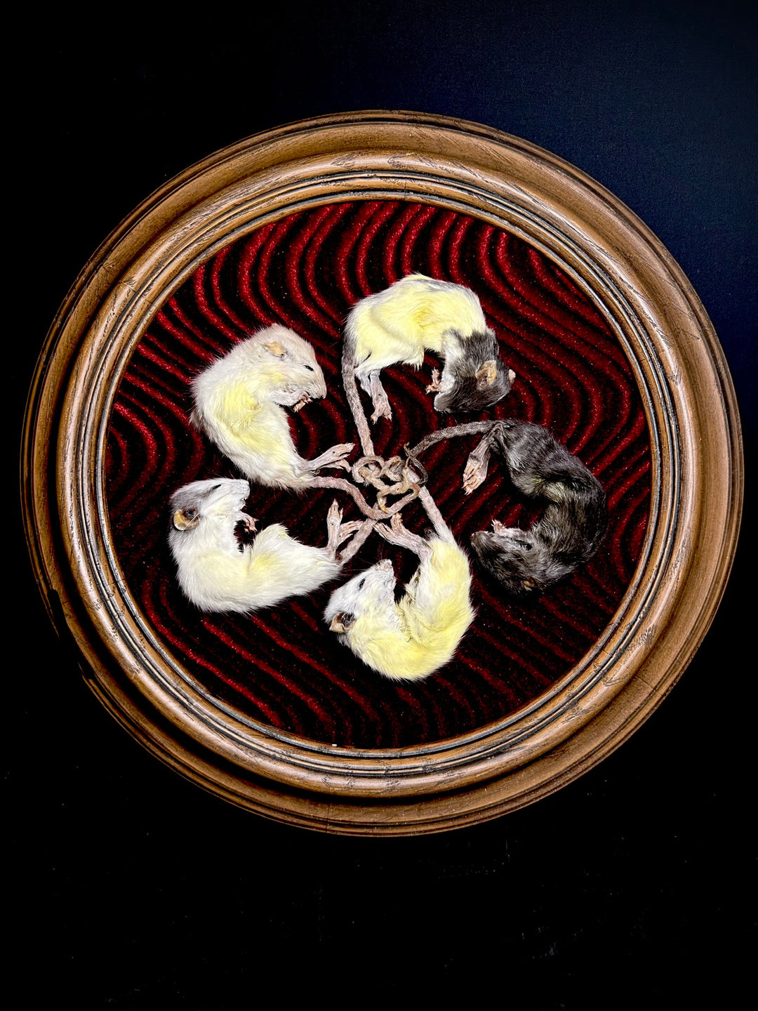 New and Restocked! – Forgotten Boneyard