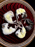 Rat King Framed Display