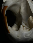 Beaver Skull