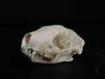 Skunk Skull