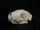 Skunk Skull