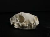 Skunk Skull