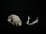 Skunk Skull