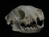 Skunk Skull