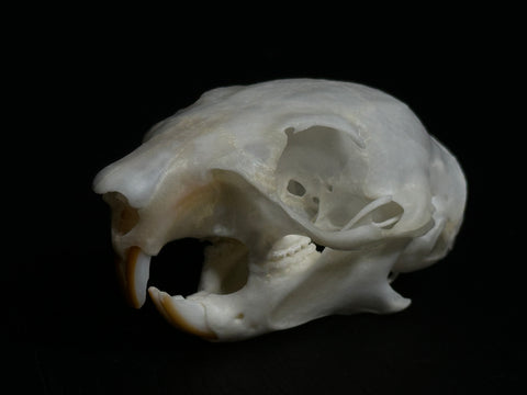 Squirrel Skull