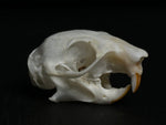 Squirrel Skull