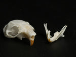 Squirrel Skull